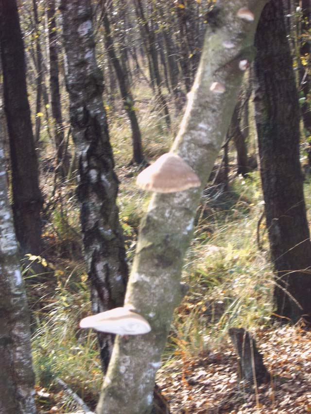 buurtver.2005 049